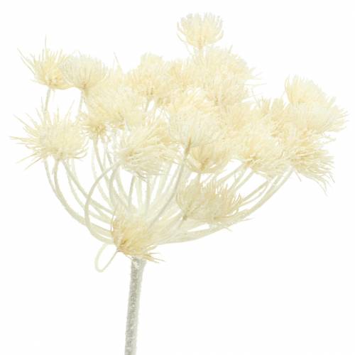 Floristik24 Dill bianco nevicato 117 cm