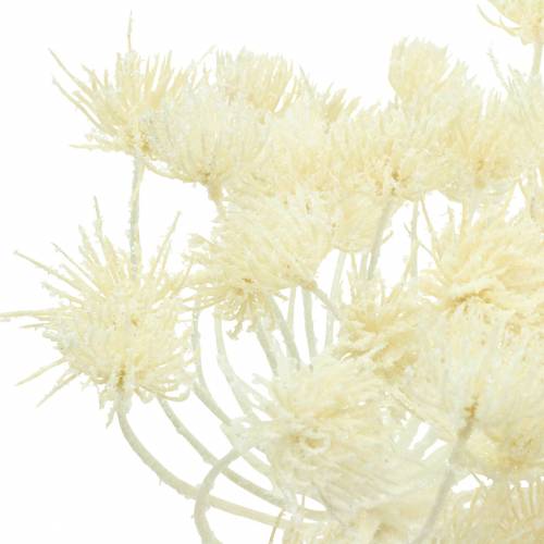 Prodotto Dill bianco nevicato 117 cm