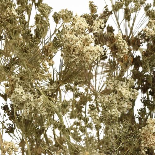 Prodotto Fiori secchi aneto floristica secca naturale 50 cm 20 pz
