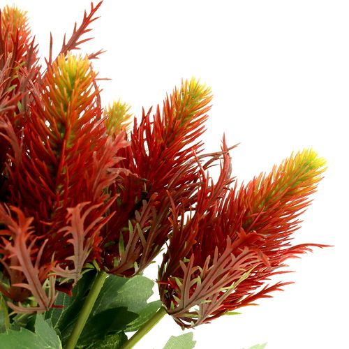 Floristik24 Cardo rosso-verde 20cm 12pz