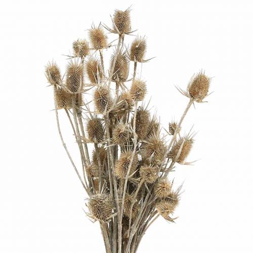 Fiori secchi Cardo Bianco lavato 60cm 100g