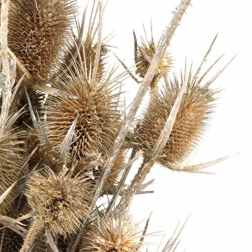 Floristik24 Fiori secchi Cardo Bianco lavato 60cm 100g