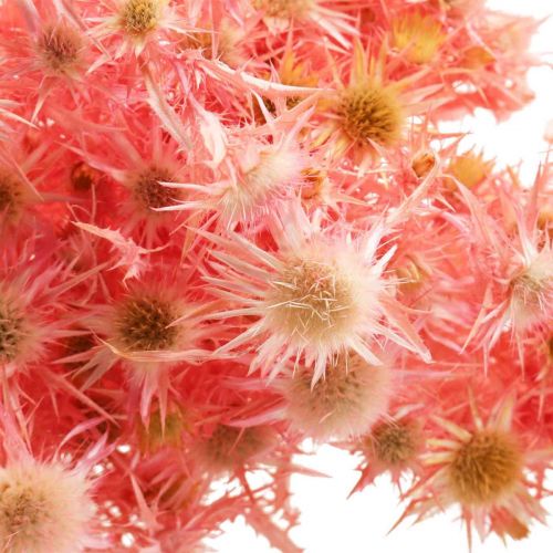 Prodotto Ramo decorativo di cardo essiccato Fiori secchi rosa polvere 100g