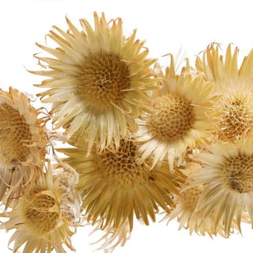 Floristik24 Ramo decorativo essiccato di cardo cardo selvatico di montagna cardo alpino 10 pz