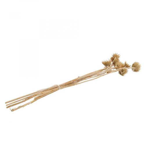 Floristik24 Ramo decorativo essiccato di cardo cardo selvatico di montagna cardo alpino 10 pz