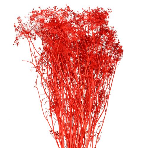 Fiori secchi di Umbellifera rossi 70cm 150g