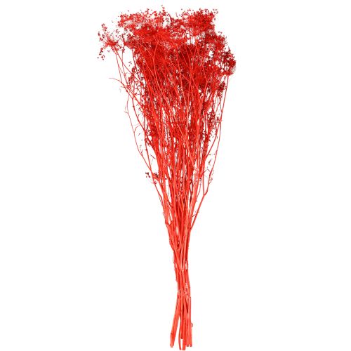 Prodotto Fiori secchi di Umbellifera rossi 70cm 150g