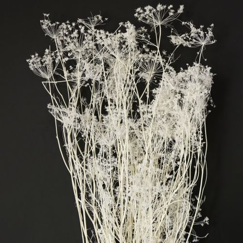 Fiori secchi di Umbellifera bianchi 70-80cm 150g