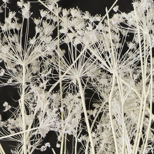 Prodotto Fiori secchi di Umbellifera bianchi 70-80cm 150g
