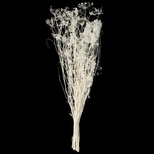 Prodotto Fiori secchi di Umbellifera bianchi 70-80cm 150g