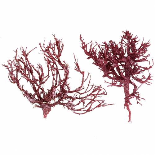 Floristik24 Dekoast ramo di corallo rosso lavato bianco 500g
