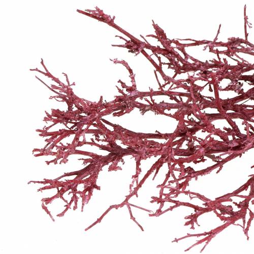 Floristik24 Dekoast ramo di corallo rosso lavato bianco 500g