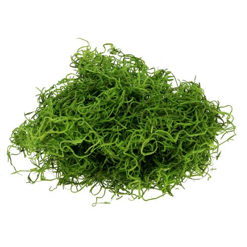 Floristik24 Jungle Muschio Verde Primavera 250g