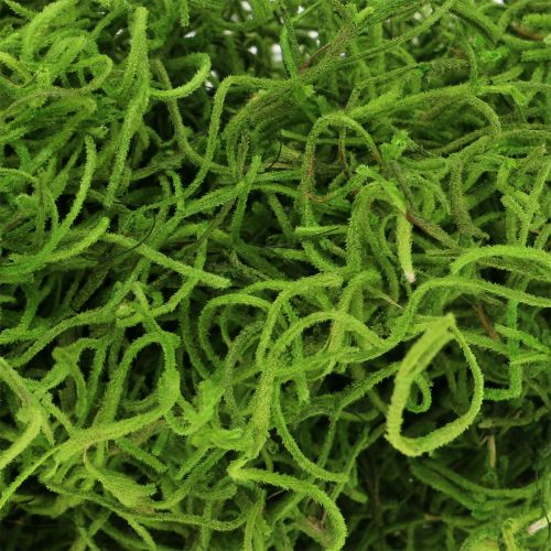 Floristik24 Jungle Muschio Verde Primavera 250g