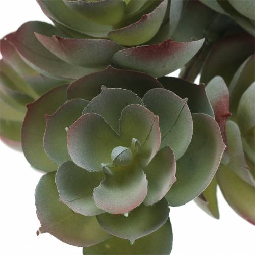 Floristik24 Succulente Echeveria verde scuro 21 cm 3 pezzi