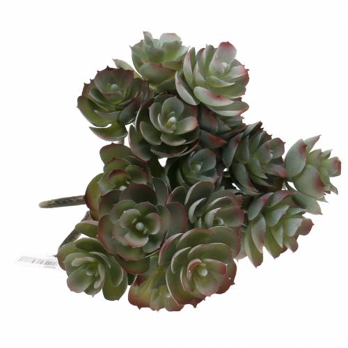 Floristik24 Succulente Echeveria verde scuro 21 cm 3 pezzi