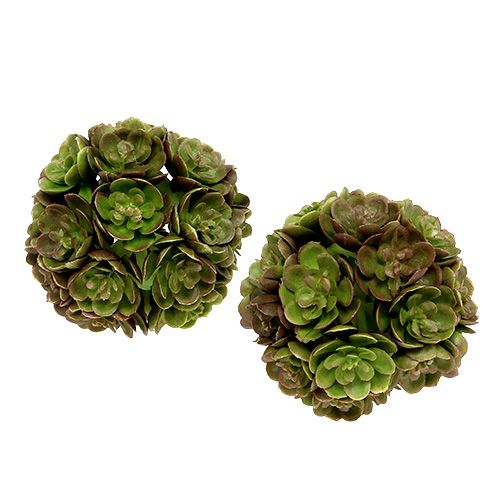 Floristik24 Echeveriaball 5cm Verde 4 pezzi