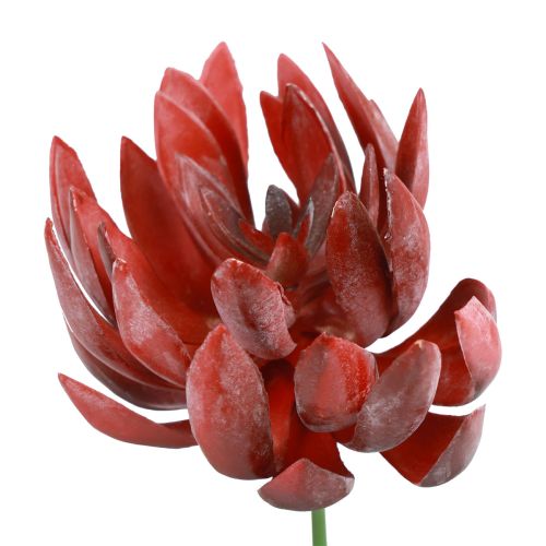 Piante verdi artificiali succulente Echeveria rosse Ø12 cm 19,5 cm