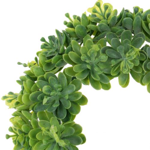 Floristik24 Corona Echeveria verde Ø18cm 4pz