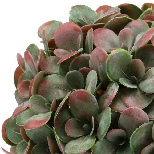 Floristik24 Palla Echeveria verde artificiale, rosso Ø22cm