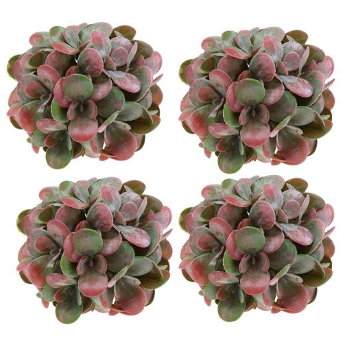 Floristik24 Palline Echeveria verdi, rosse Ø14cm 4 pezzi