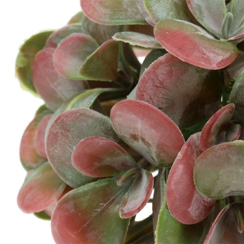 Floristik24 Palline Echeveria verdi, rosse Ø14cm 4 pezzi