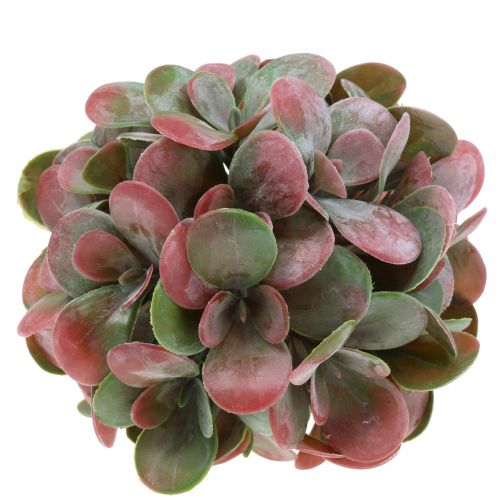 Floristik24 Palline Echeveria verdi, rosse Ø14cm 4 pezzi