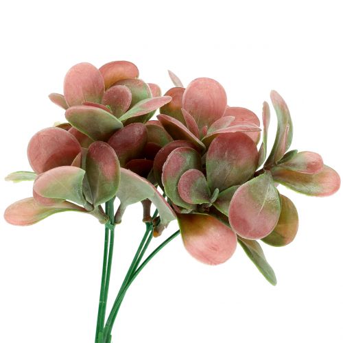 Floristik24 Echeveria ramo verde, prugna 24cm 6pz