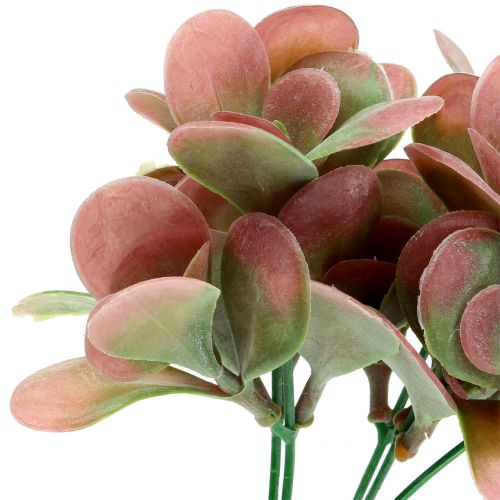 Floristik24 Echeveria ramo verde, prugna 24cm 6pz