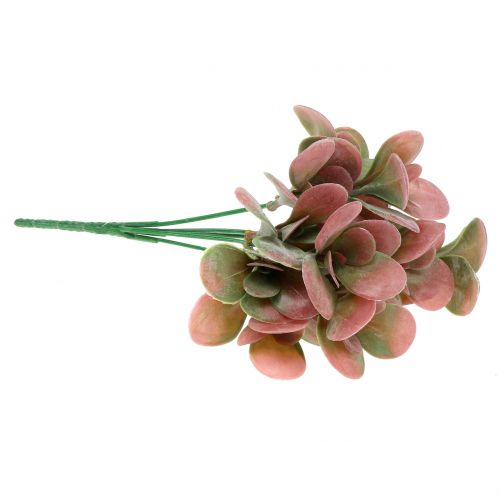 Floristik24 Echeveria ramo verde, prugna 24cm 6pz