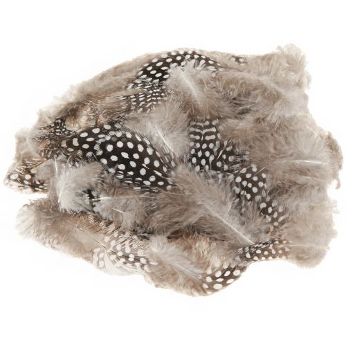Floristik24 Piume decorative vere piume di faraona naturali 4-12 cm 100 pezzi