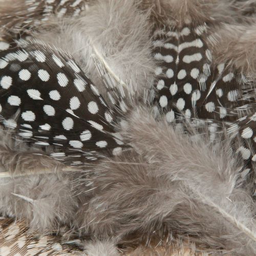 Floristik24 Piume decorative vere piume di faraona naturali 4-12 cm 100 pezzi