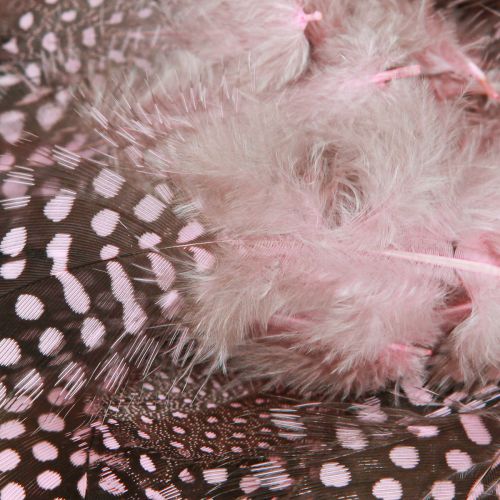 Prodotto Vere piume di faraona rosa con pois 4-12 cm 100 pezzi