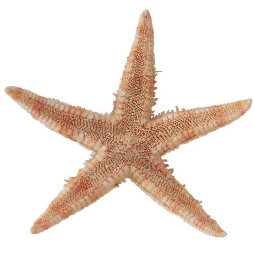 Prodotto Decorazione da tavolo marittima vera stella marina giovane 3,5-5 cm 100 pezzi