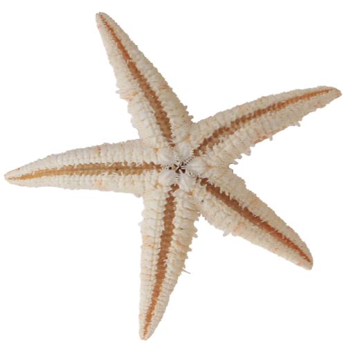 Prodotto Decorazione da tavolo marittima vera stella marina giovane 3,5-5 cm 100 pezzi