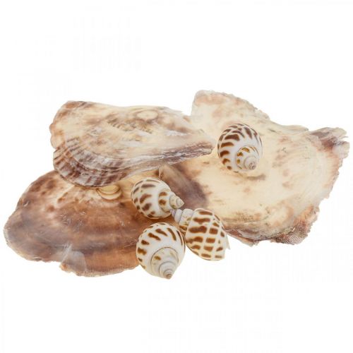 Vere conchiglie decorazione gusci di lumaca, conchiglia madreperla Capiz 400g