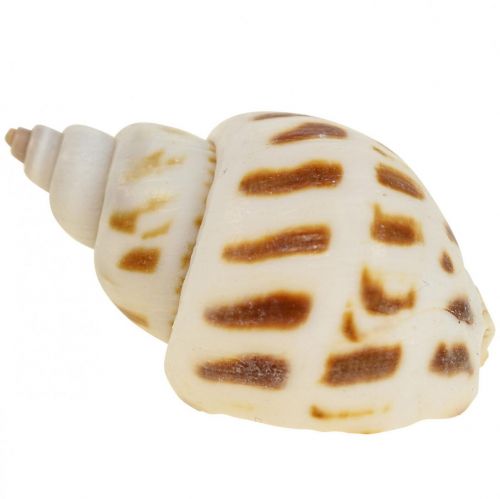 Vere conchiglie decorazione gusci di lumaca, conchiglia madreperla Capiz 400g