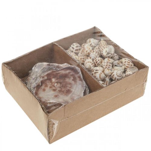 Prodotto Vere conchiglie Decorazione di conchiglie di lumaca, conchiglia in madreperla Capiz 400g