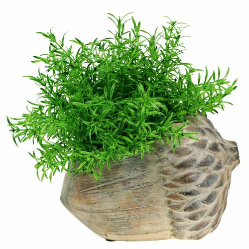 Floristik24 Ghianda in cemento per fioriera 21,5 cm × 14 cm H9,5 cm