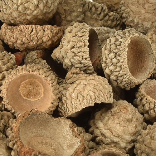Prodotto Cappelli di ghianda ghiande decorative naturali per lavori artigianali 1,5 cm 200 g