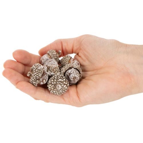 Ghiande, prodotto naturale decorativo, sbiancate, 1-3 cm, 300 g | Floristik24.it