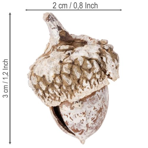 Ghiande, prodotto naturale decorativo, sbiancate, 1-3 cm, 300 g | Floristik24.it