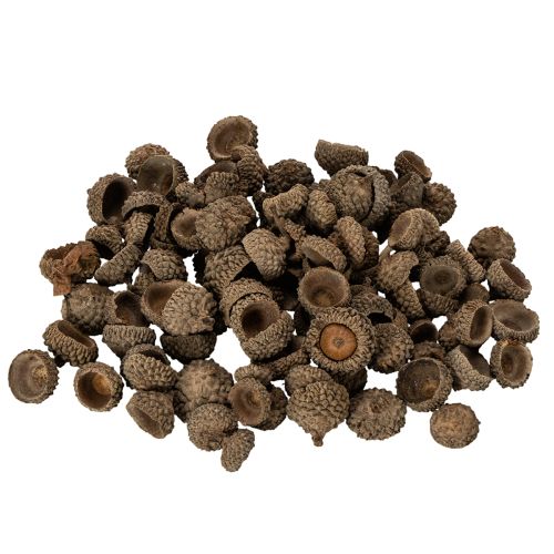 Tappi di ghianda naturali, ciotole decorative per l'autunno e l'Avvento, 2 cm, 300 g acquistare | Floristik24.it