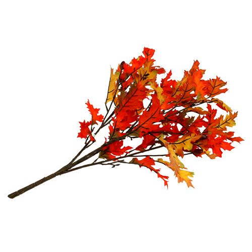 Floristik24 Cespuglio di quercia arancione 56 cm