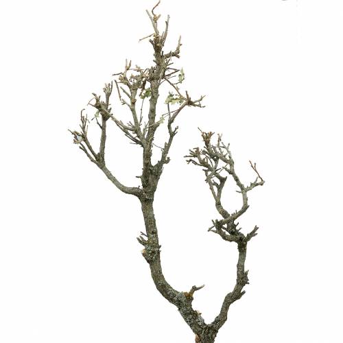 Floristik24 Bonsai di rovere decorativo naturale