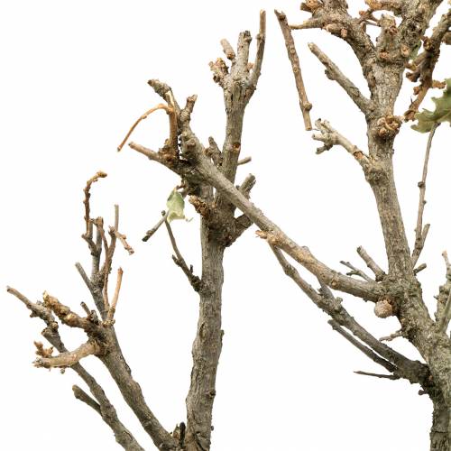 Floristik24 Bonsai di rovere decorativo naturale