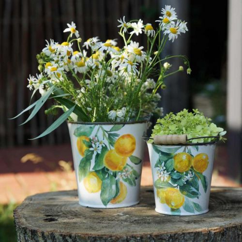 Prodotto Secchiello decorativo limoni vaso mediterraneo Ø13,5/11/9cm H14/11,5/cm set di 3