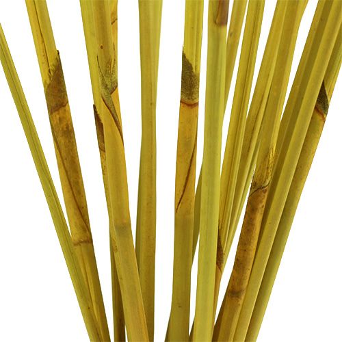 Floristik24 Bastoncini decorativi, Canna di elefante Giallo 20 pz