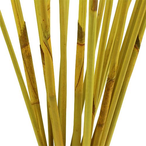 Prodotto Canne decorative, Reed Elephant giallo 20 pezzi