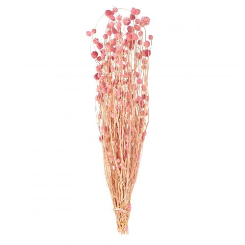 Prodotto Decorazione di cardo fragola rosa antico fiori secchi rosa 50 cm 100 g